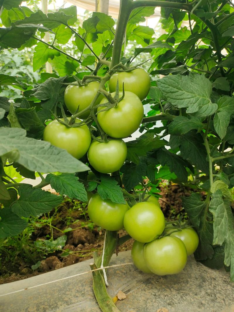 新品种西红柿如何带来致富？-图1