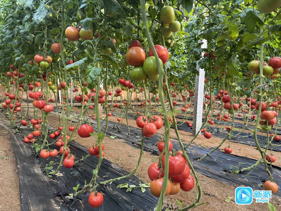 新品种西红柿如何带来致富？-图2