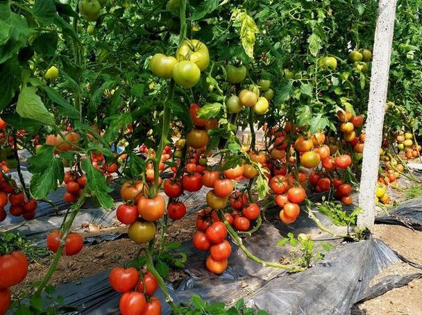 新品种西红柿如何带来致富？-图3