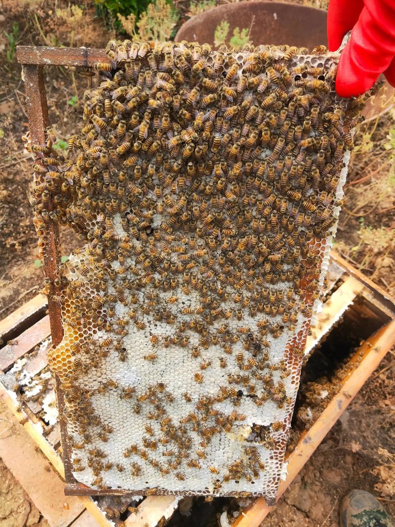 中蜂活框养殖技术视频怎么学？-图1