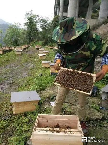 中蜂活框养殖技术视频怎么学？-图2