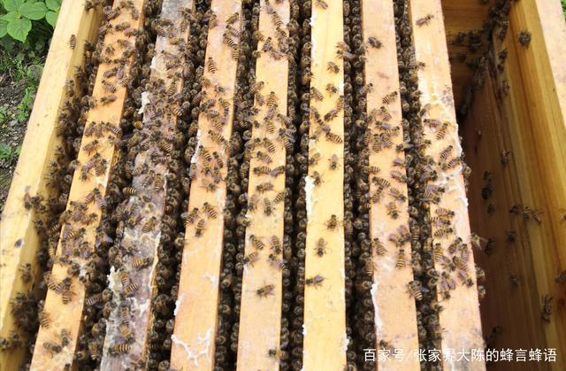 中蜂活框养殖技术视频怎么学？-图3