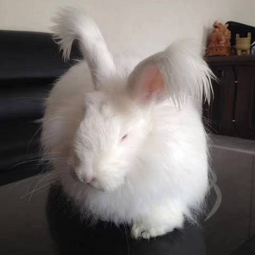 长毛兔种兔价格多少钱？-图2