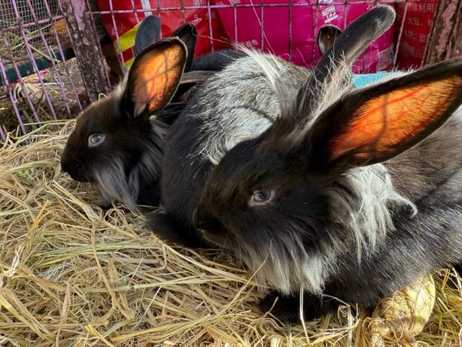 长毛兔种兔价格多少钱？-图1