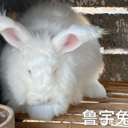 长毛兔种兔价格多少钱？-图3