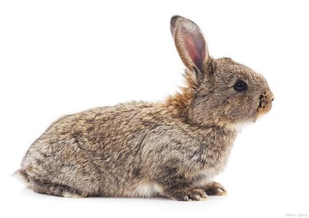 思麻兔养殖技术视频，新手如何快速上手？-图1