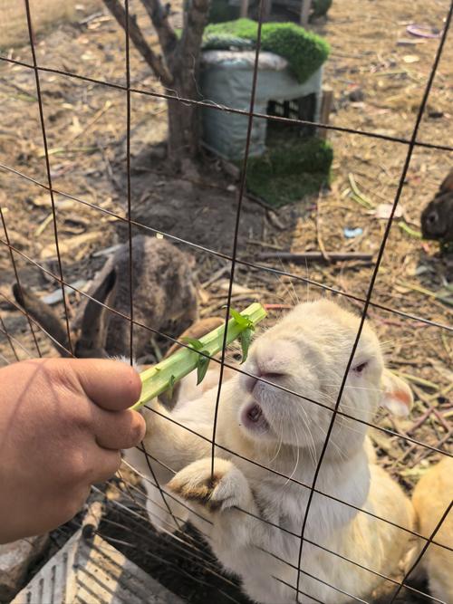 思麻兔养殖技术视频，新手如何快速上手？-图2