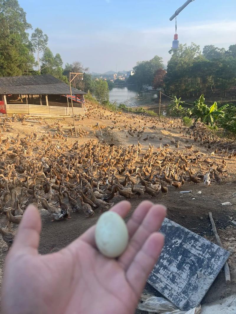 蛋鸭养殖技术有哪些关键要点？-图1