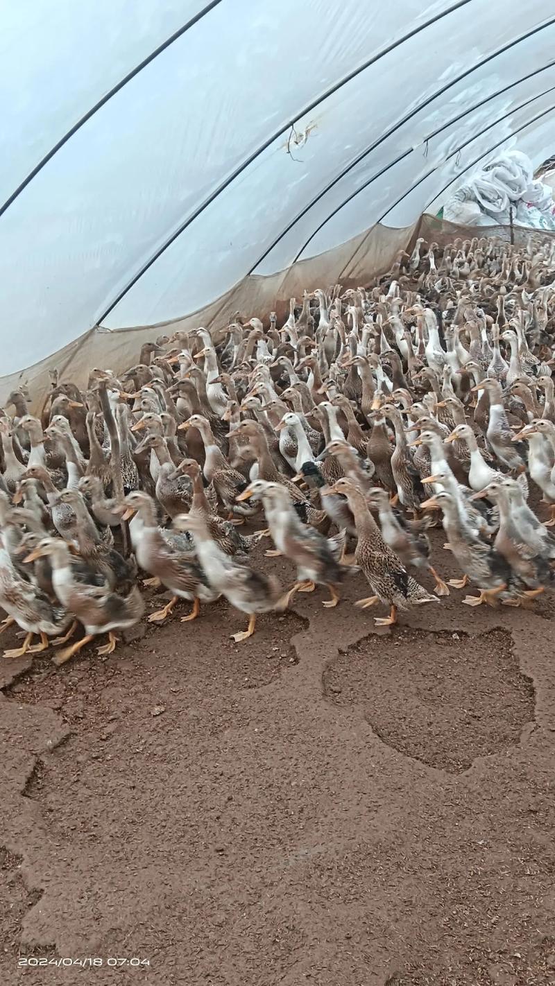 蛋鸭养殖技术有哪些关键要点？-图2