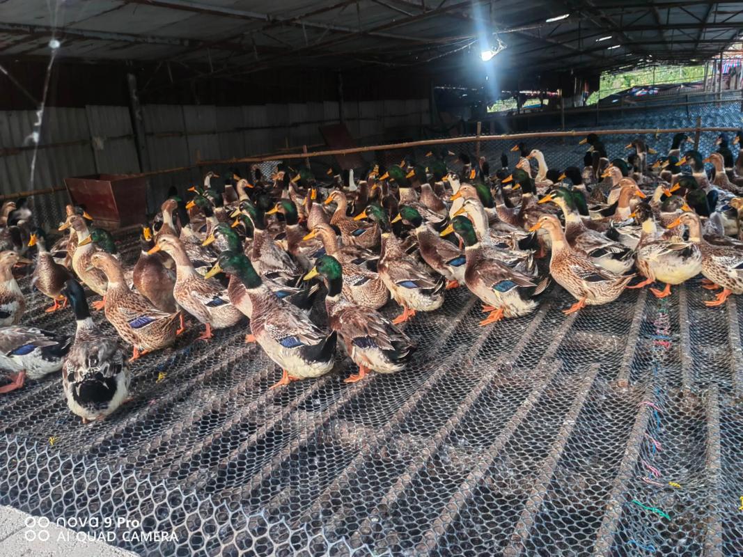 蛋鸭养殖技术有哪些关键要点？-图3