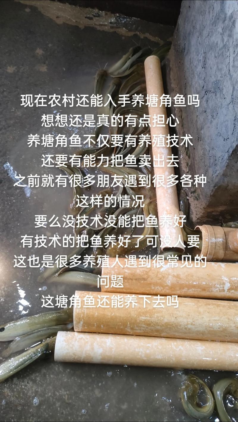 猪粪便如何安全养殖塘角鱼？-图1