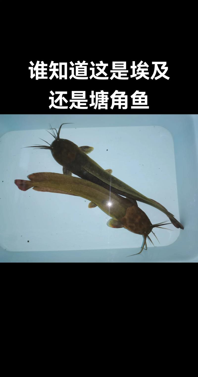 猪粪便如何安全养殖塘角鱼？-图2