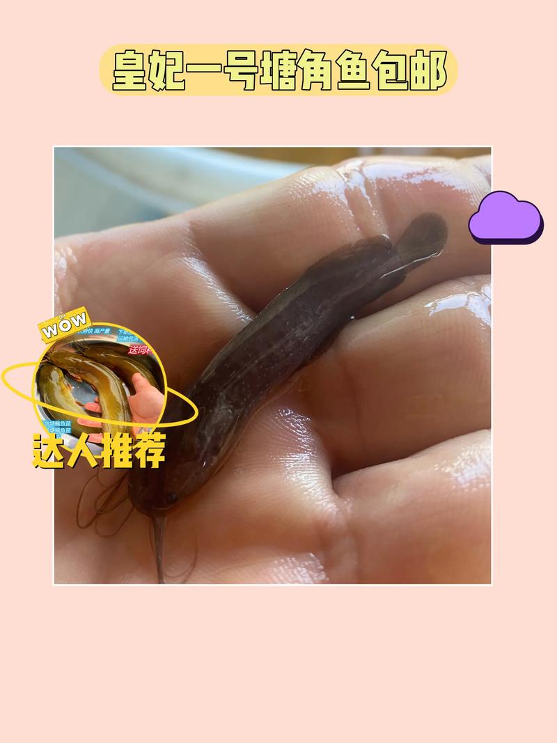 猪粪便如何安全养殖塘角鱼？-图3