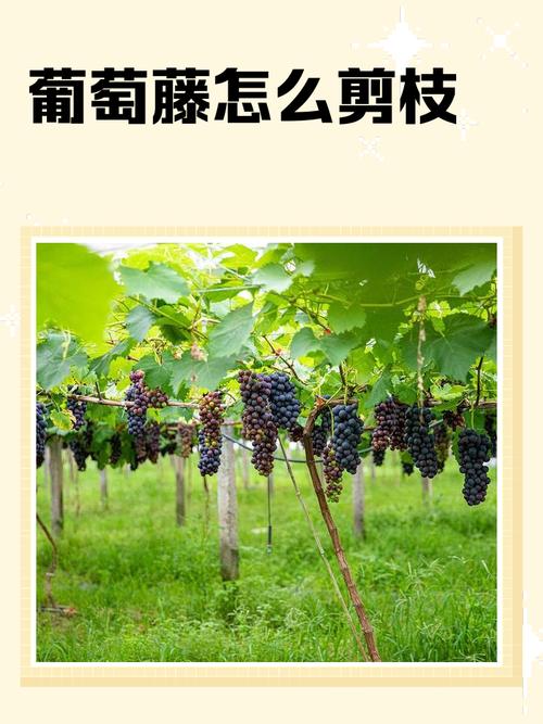 葡萄二年修剪怎么剪？-图1