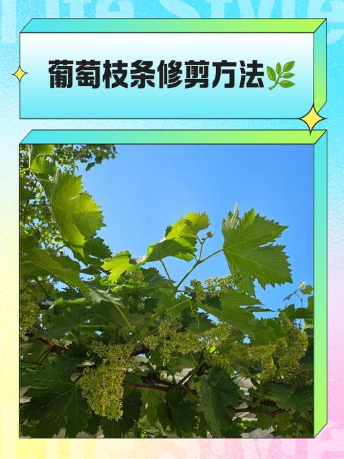 葡萄二年修剪怎么剪？-图2
