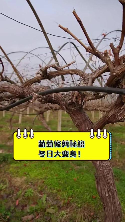 葡萄二年修剪怎么剪？-图3
