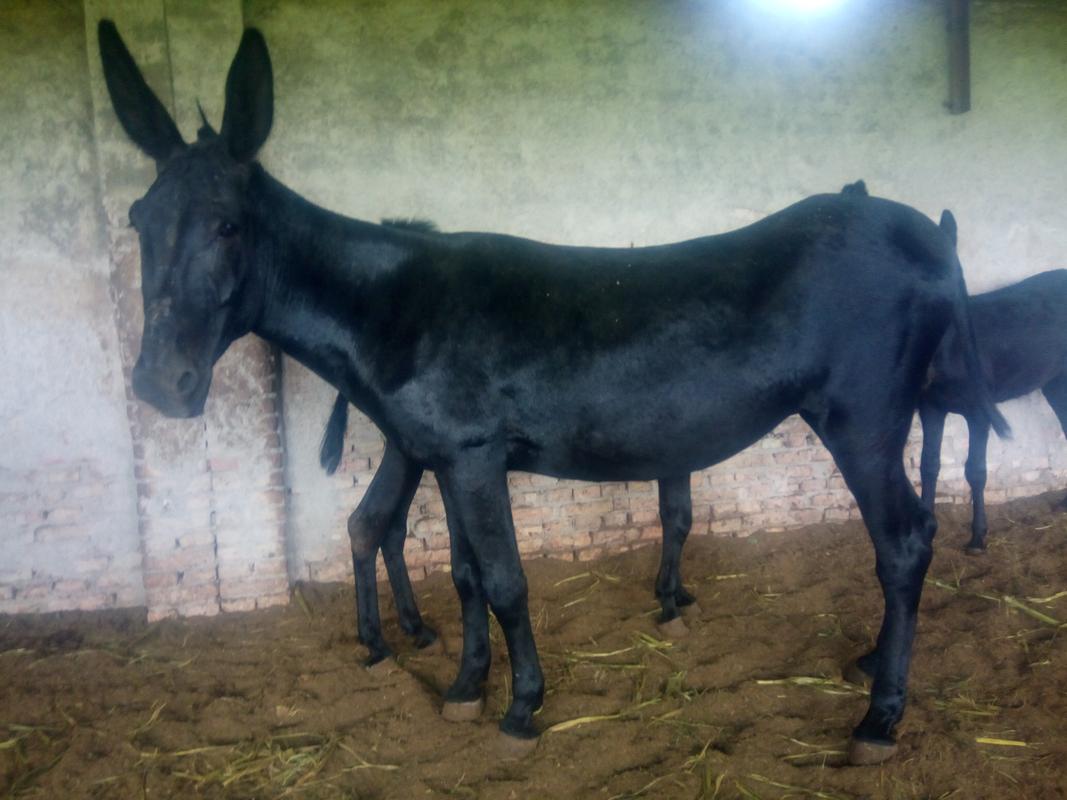 世界最大肉驴品种是哪个？-图1