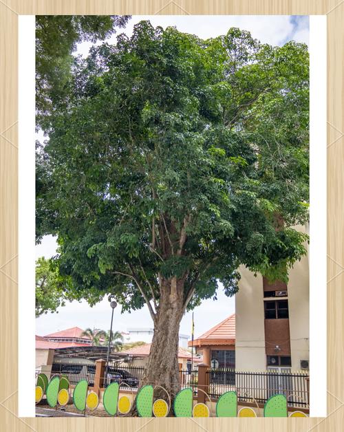 橡胶树有哪些常见品种？-图1