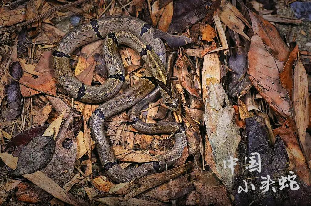 湖北无毒蛇品种有哪些？-图2