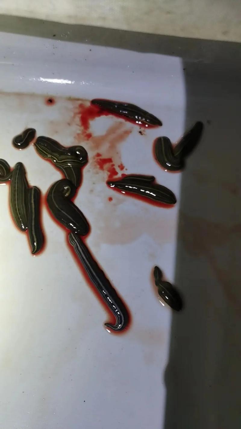 张长威的水蛭养殖技术有何秘诀？-图2