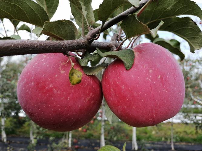 什么苹果品种最值钱？-图2