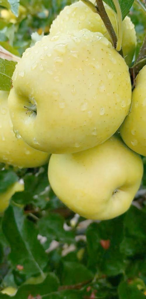 什么苹果品种最值钱？-图1