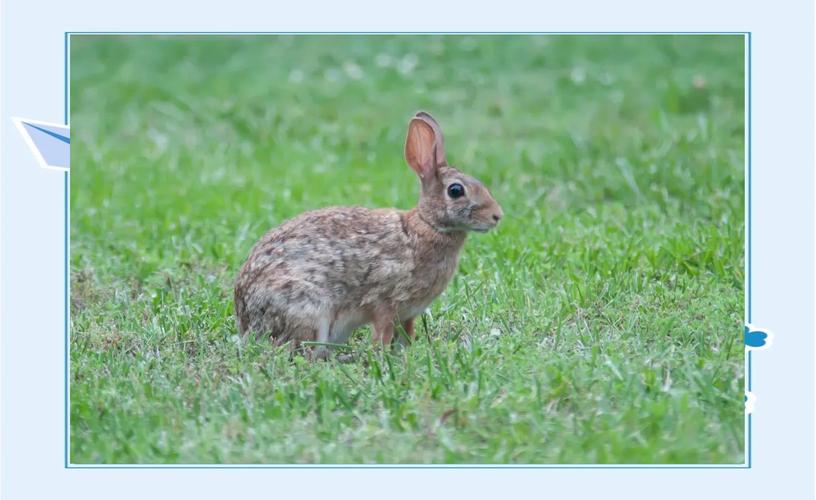 巫巴兔种多少钱一斤？-图1