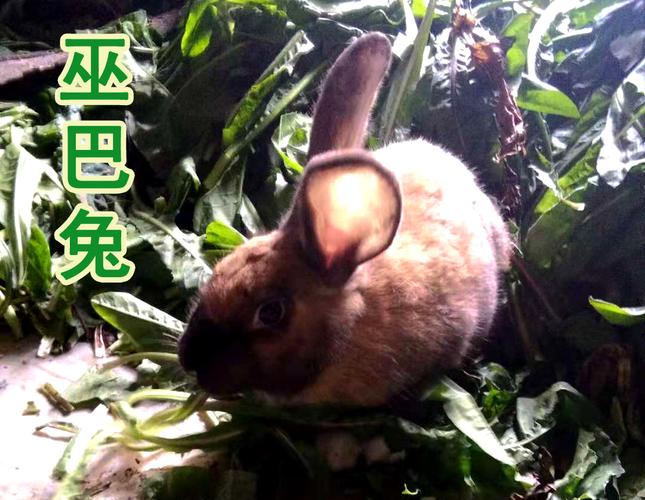 巫巴兔种多少钱一斤？-图2