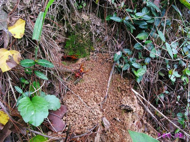 大虎头蜂养殖技术有哪些要点？-图1