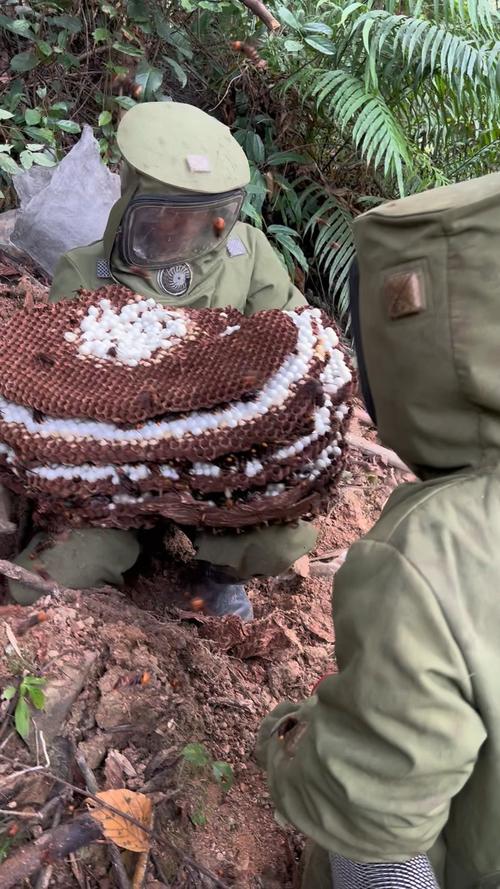 大虎头蜂养殖技术有哪些要点？-图2