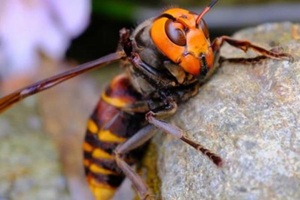 大虎头蜂养殖技术有哪些要点？-图3