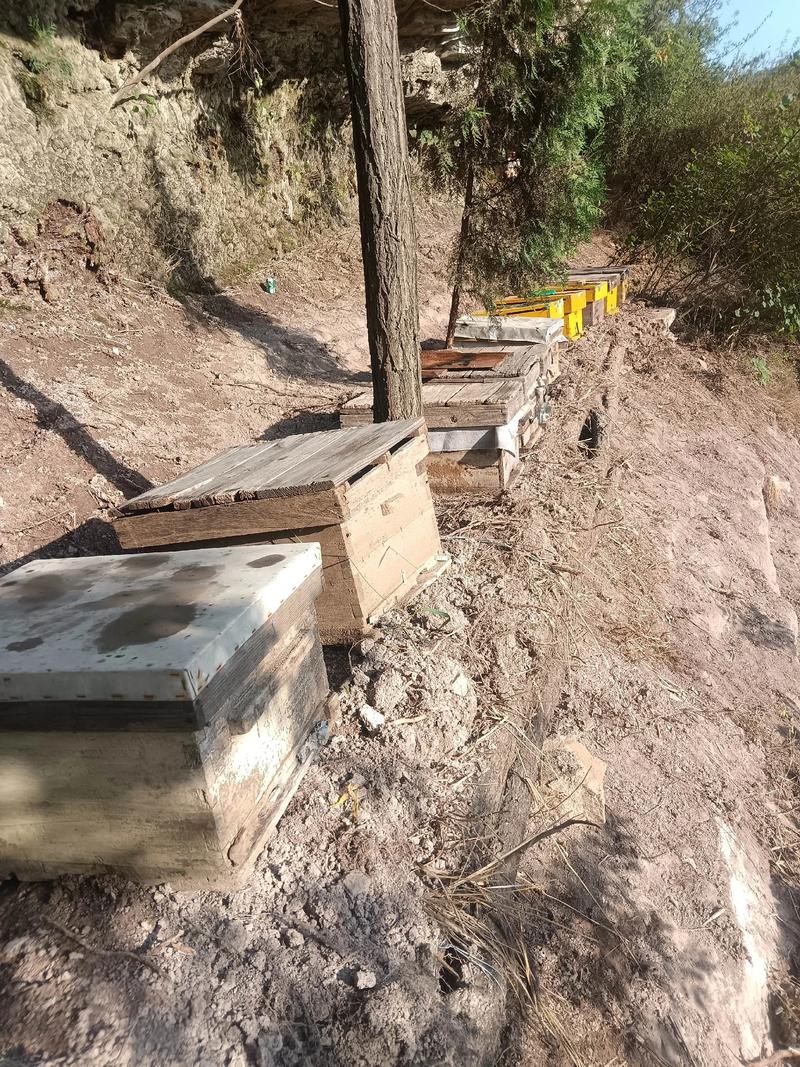 中蜂诱蜂技术视频怎么学？-图1