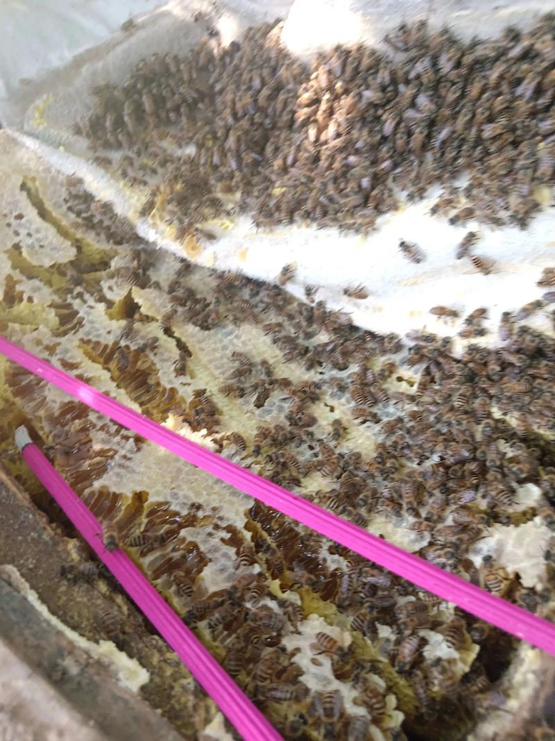 中蜂诱蜂技术视频怎么学？-图2