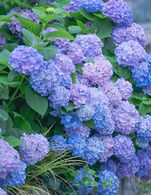 绣球花最常见品种有哪些？-图1