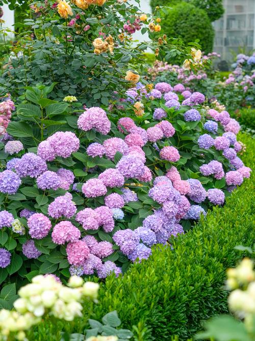 绣球花最常见品种有哪些？-图2