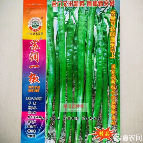 线椒哪个品种亩产最高？-图1