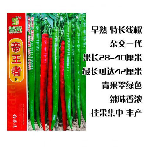 线椒哪个品种亩产最高？-图2