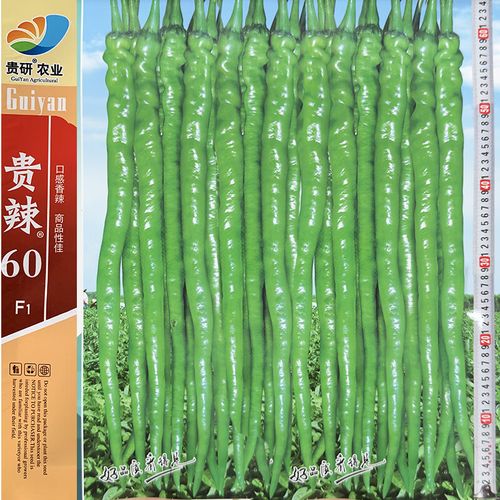 线椒哪个品种亩产最高？-图3