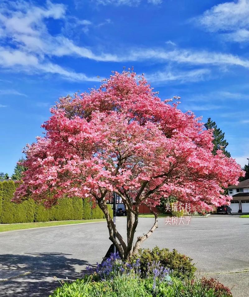 花树品种有哪些？-图1