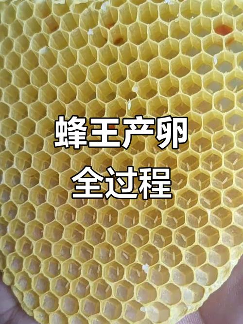 移虫培育蜂王，关键步骤是什么？-图2