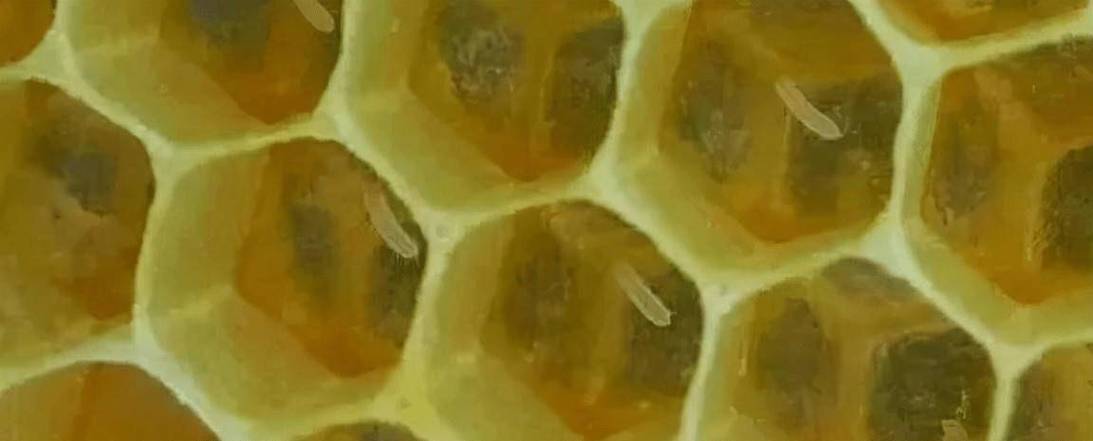 移虫培育蜂王，关键步骤是什么？-图1