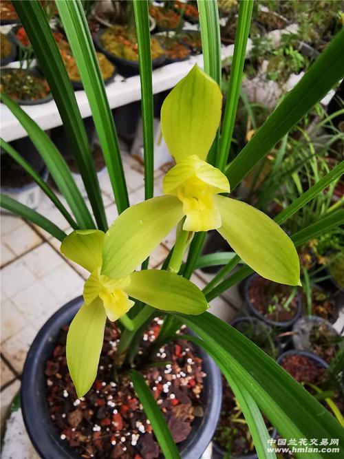 春剑黄素常见品种有哪些？-图1