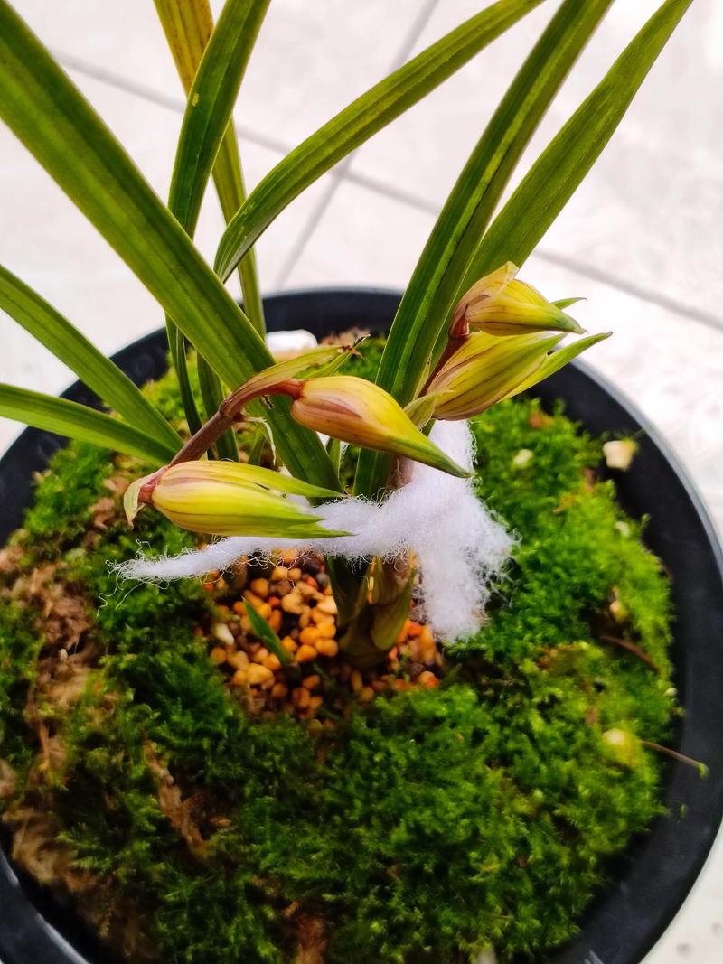 春剑黄素常见品种有哪些？-图2