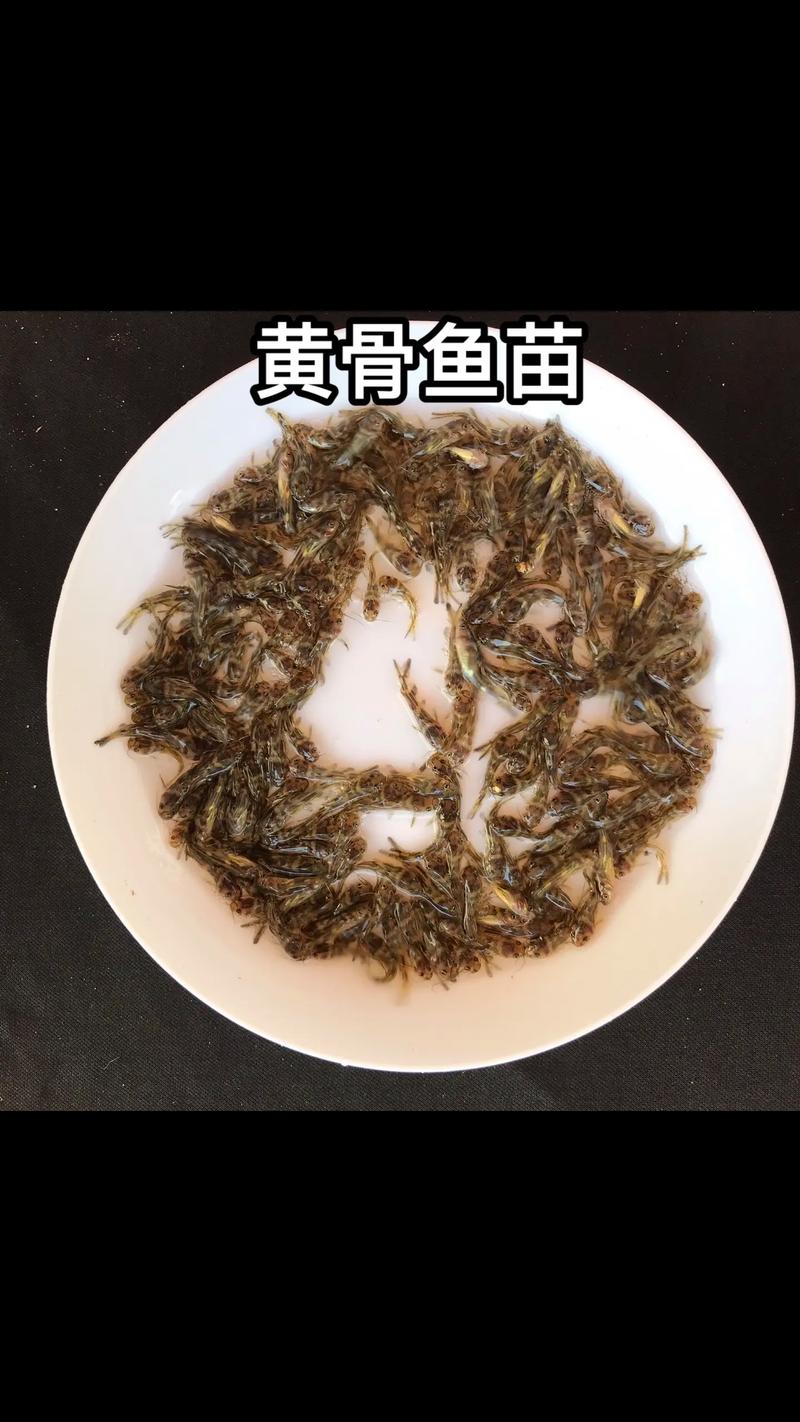 黄骨鱼养殖成本与关键技术有哪些？-图3