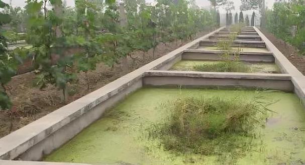 水泥池养黄鳝技术要点有哪些？-图2