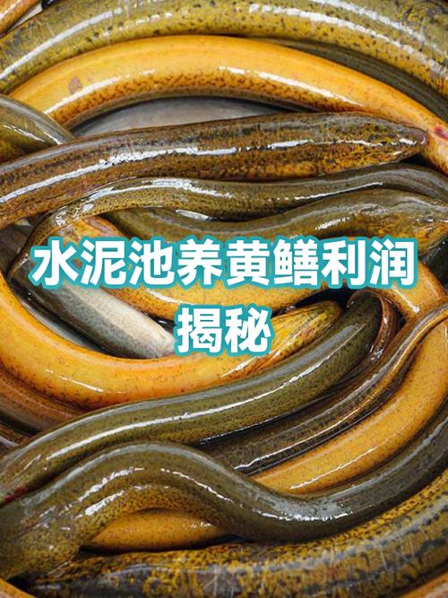 水泥池养黄鳝技术要点有哪些？-图3