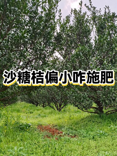 沙糖桔施肥管理有哪些关键技术？-图2