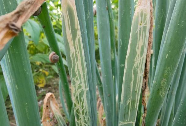 大葱病虫害怎么防治？种植技术要点有哪些？-图1