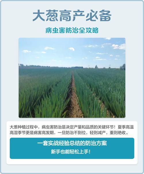大葱病虫害怎么防治？种植技术要点有哪些？-图3