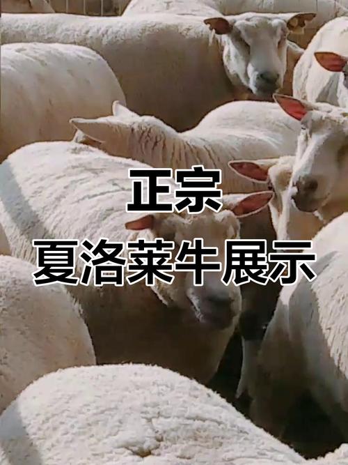 夏洛莱是什么牛品种？-图2